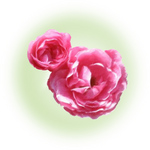 rose.jpg